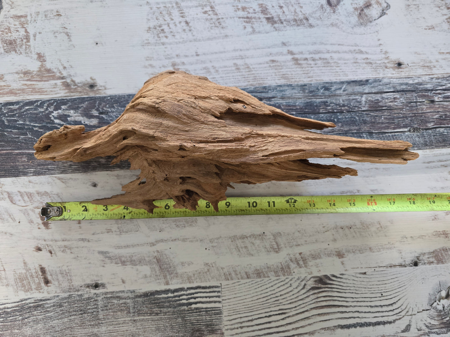 Small treated pecky Cypress driftwood knot #1014