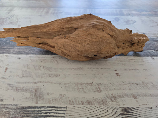 Small treated pecky Cypress driftwood knot #1014
