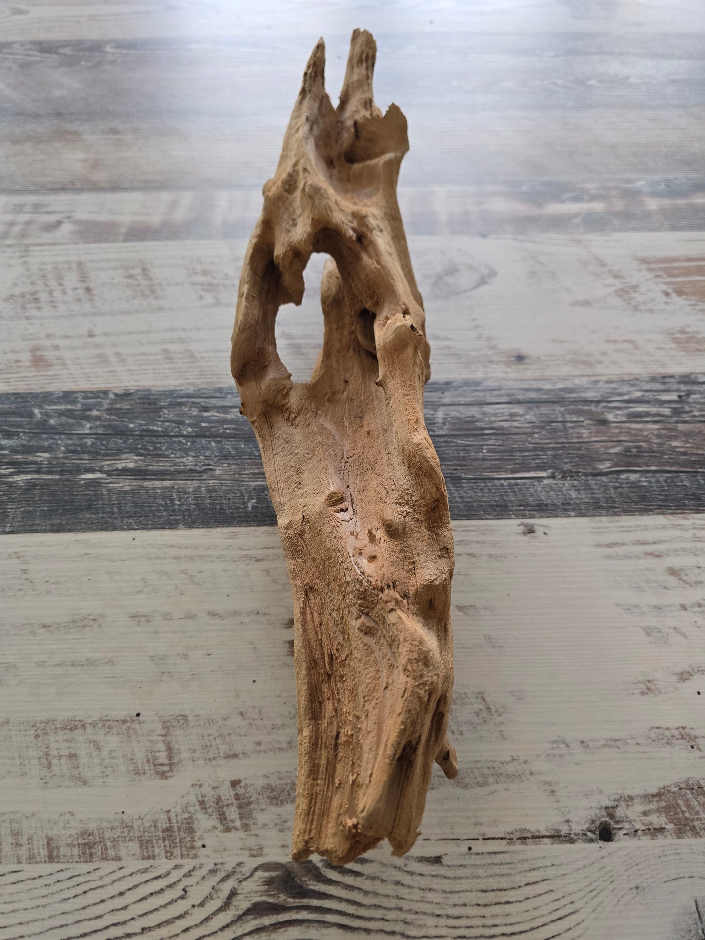 Small treated Cypress