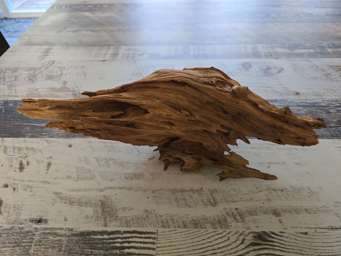 Small treated pecky Cypress driftwood knot #1014