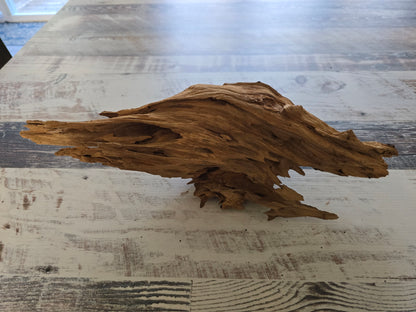 Small treated pecky Cypress driftwood knot #1014