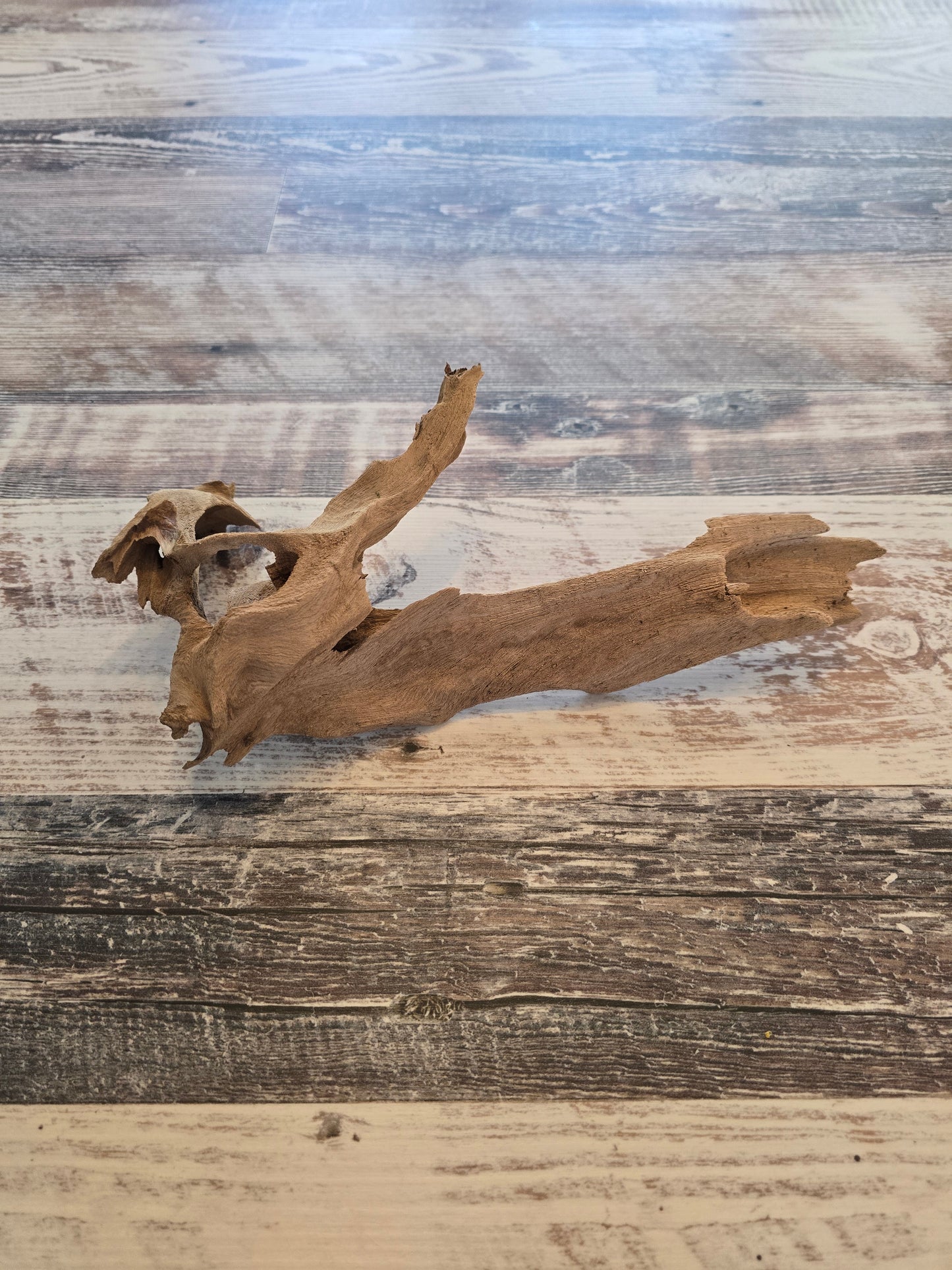 12 inches long 3.25 inches tall 7 inches wide #1007
